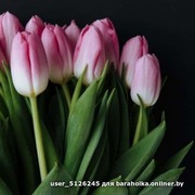 Тюльпаны свежие оптом к 8 марта. - foto 0