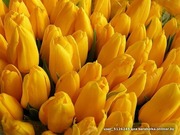 Тюльпаны свежие оптом к 8 марта. - foto 3