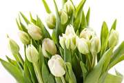 Лучшие тюльпаны к 8 марта оптом и в розницу - foto 0