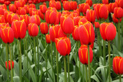 Лучшие тюльпаны к 8 марта оптом и в розницу - foto 1
