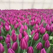 Лучшие тюльпаны к 8 марта оптом и в розницу - foto 4