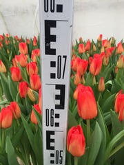 Лучшие тюльпаны к 8 марта оптом и в розницу - foto 6