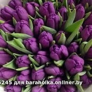 Тюльпаны выгодно оптом и в розницу в Минске - foto 2