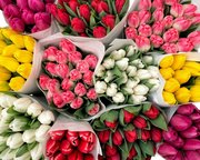 Тюльпаны оптом со склада в Минске - foto 0