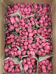 Тюльпаны оптом со склада в Минске - foto 1