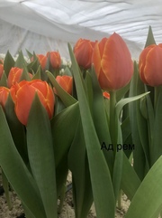 Букеты из элитных тюльпанов к 8 марта,  предзаказ - foto 0