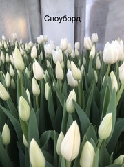Букеты из элитных тюльпанов к 8 марта,  предзаказ - foto 1