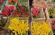Тюльпаны свежие оптом и в розницу к 8 марта. - foto 0