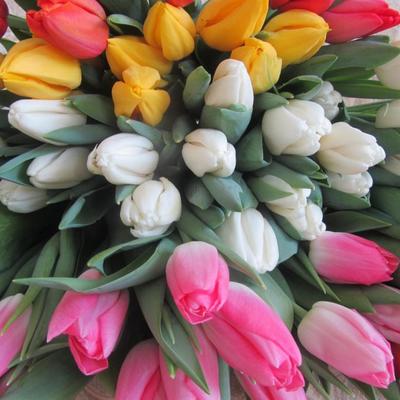 Букеты из элитных тюльпанов к 8 марта,  предзаказ - main