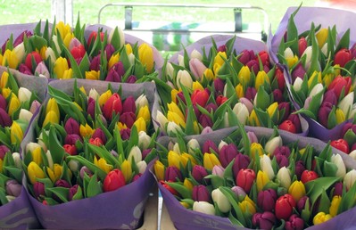 Тюльпаны свежие оптом и в розницу к 8 марта. - main