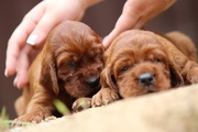 супер крутая порода собак - Ирландский красный сеттер- шикарные щенки - foto 0