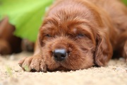 супер крутая порода собак - Ирландский красный сеттер- шикарные щенки - foto 1