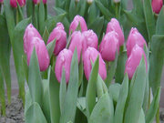 Тюльпаны Jumbo Pink розовые оптом к 8 Марта. - foto 1