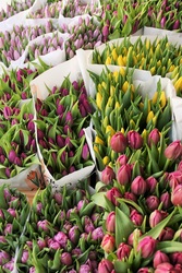 5 лучших сортов тюльпанов к 8 марта оптом - foto 0