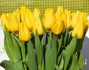 Тюльпаны Strong Gold (Стронг Голд) желтые опт - foto 0
