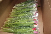 Великолепные Букеты тюльпанов к 8 марта оптом недорого - foto 1