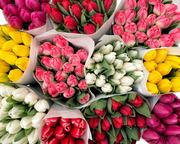 Шикарные букеты из тюльпанов к 8 Марта под заказ - foto 2