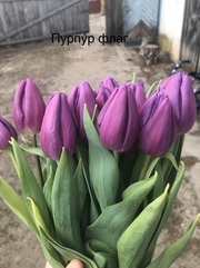 Закупка тюльпанов к 8 Марта оптом в Минске. - foto 2