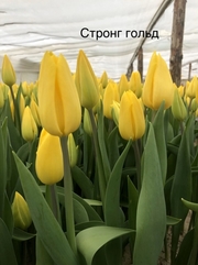Тюльпаны оптом,  Зарабатывайте на продаже тюльпанов 8 марта. - foto 1