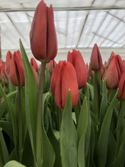 Тюльпаны оптом,  Зарабатывайте на продаже тюльпанов 8 марта. - foto 2