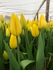 Бронь на свежий срез тюльпанов к 8 Марта. - foto 1
