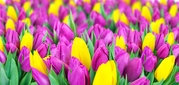 Роскошные Тюльпаны оптовые заказы - foto 2