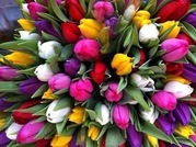 Роскошные Тюльпаны оптовые заказы - foto 4