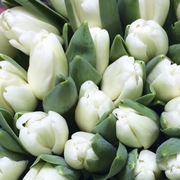 Тюльпаны свежие оптом от 500 шт - foto 3