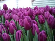 Цветы тюльпаны оптом в Минске - foto 3