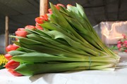 Букеты из тюльпанов Экстра класса к 8 марта,  предзаказ - foto 3
