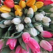 Белорусские тюльпаны оптом под заказ. - foto 2