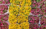 Тюльпаны нежные весенние цветы оптом в Минске - foto 0