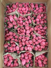 Тюльпаны лучших сортов оптом со склада в Минске - foto 1