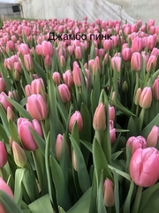 Тюльпаны. Самые востребованные Цветы на 8 Марта. Оптом. - foto 2