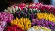 Живые цветы оптом к Женскому празднику - foto 1