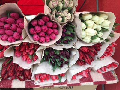 Белорусские тюльпаны оптом под заказ. - main
