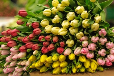 Качественные Тюльпаны выгодно оптом в Минске - main