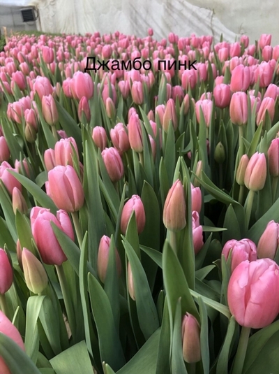 Тюльпан Jumbo Pink (Джамбо Пинк) розовый цвет - main